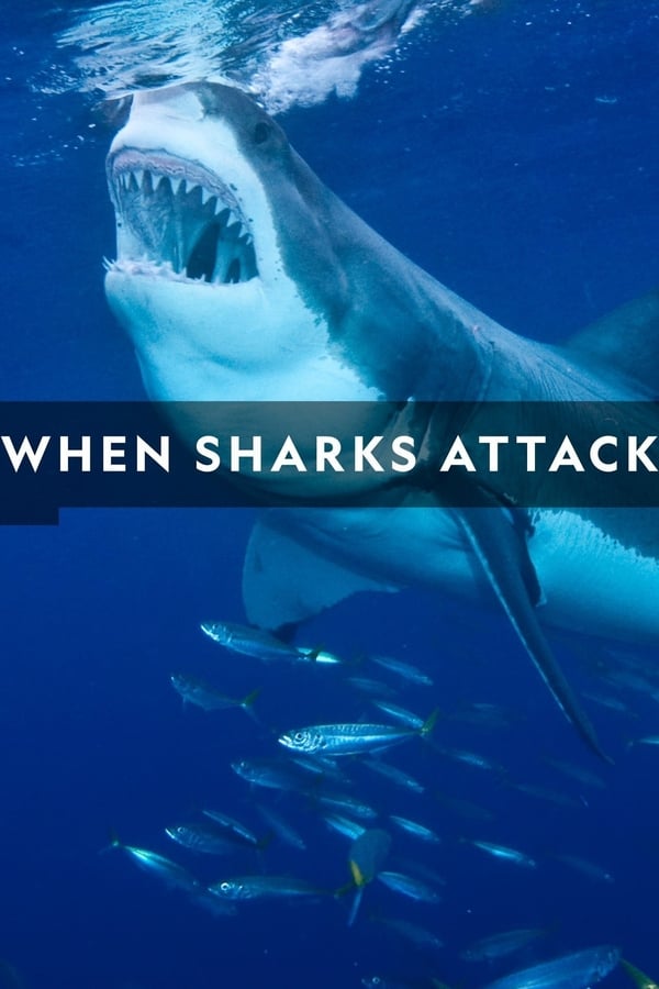 24/7: When Sharks Attack